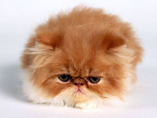 kitty3